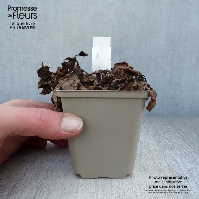 Example of Bugle rampante panachée - Ajuga reptans Variegata Kweekpotje van 8/9 cm as you get in hiver