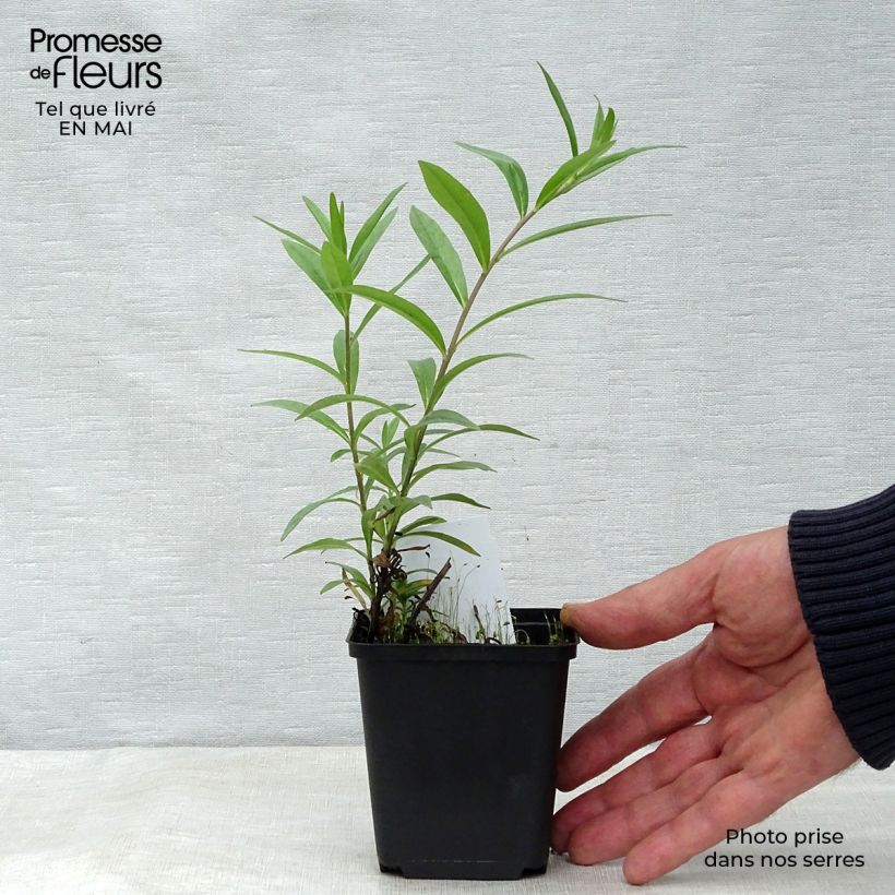 Exemplaar van Buglossoides purpurocaerulea - Ruw parelzaad Kweekpotje van 8/9 cm zoals geleverd in de lente