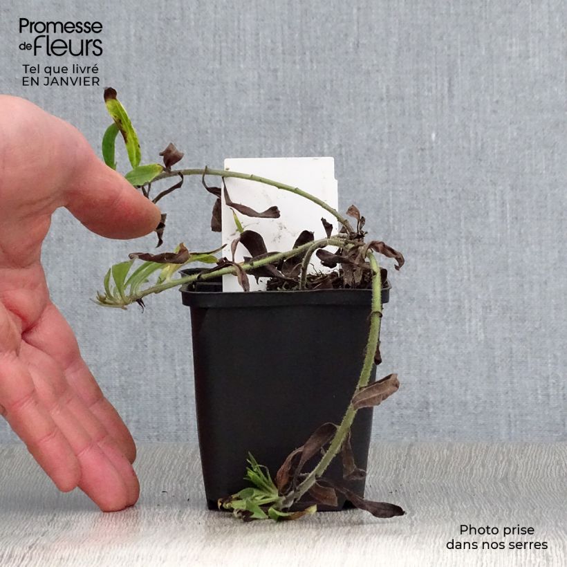 Example of Buglossoides purpurocaerulea - Grémil pourpre bleu Kweekpotje van 8/9 cm as you get in hiver