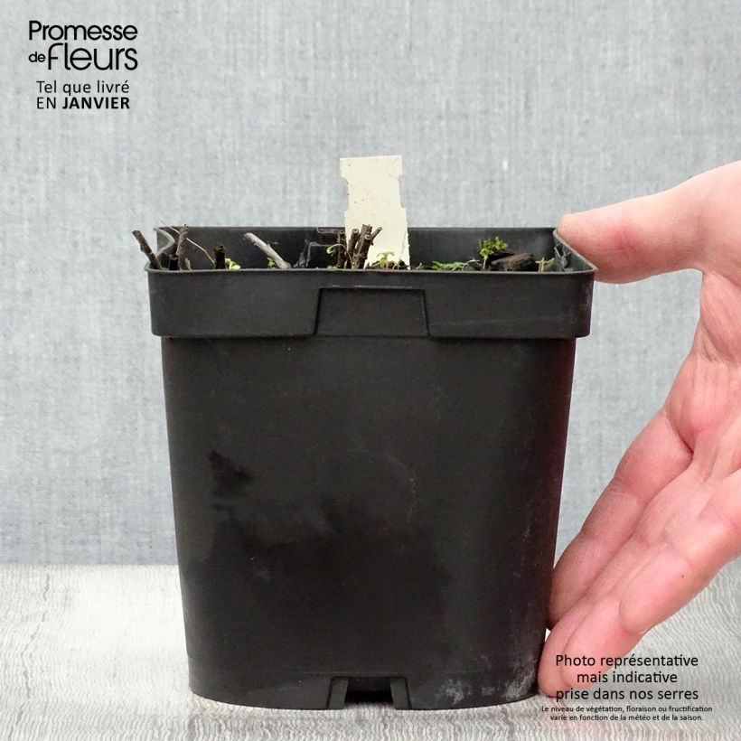 Example of Buglossoides purpurocaerulea - Grémil pourpre bleu Pot van 2 l/3 l as you get in hiver