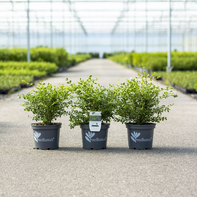 Buxus Betterbuxus Babylon Beauty - Palmboompje (Plant habit)