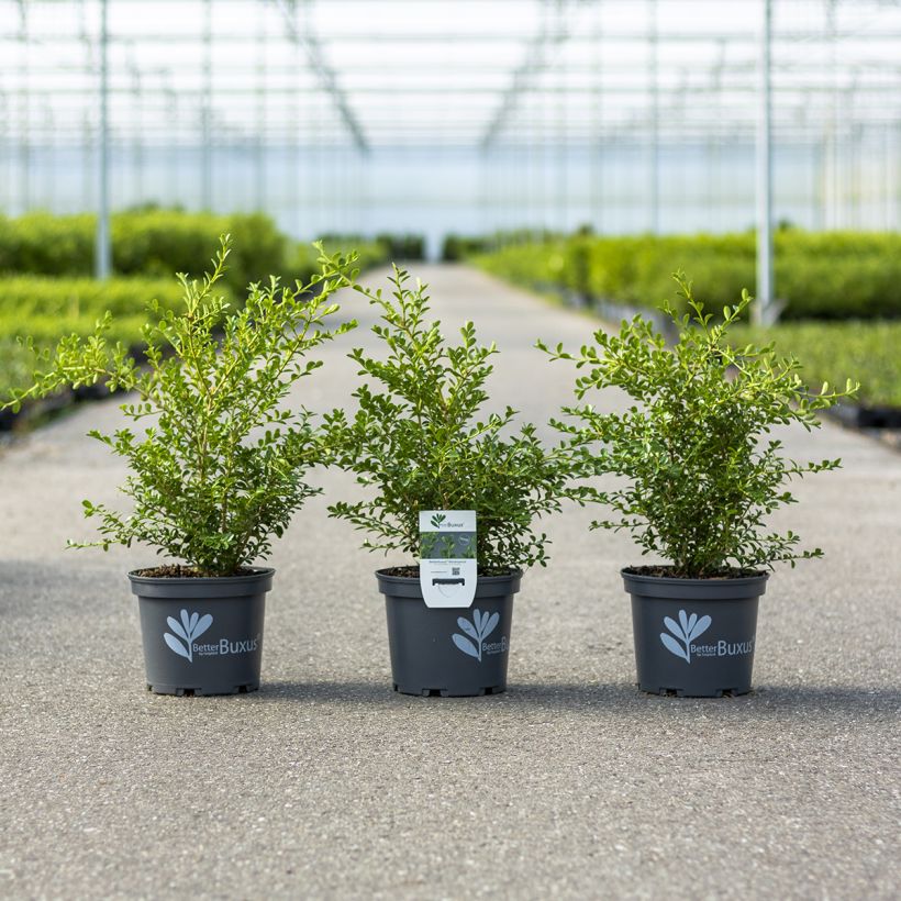 Buxus Renaissance Betterbuxus - Palmboompje (Plant habit)