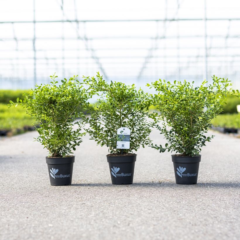 Buxus Betterbuxus Skylight - Palmboompje (Plant habit)