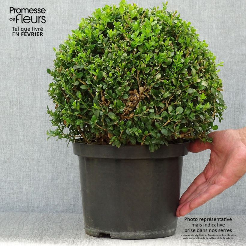 Exemplaar van Buxus microphylla Faulkner - Japanse buxus Pot van 7,5 l/10 l, Bolboom zoals geleverd in de herfst