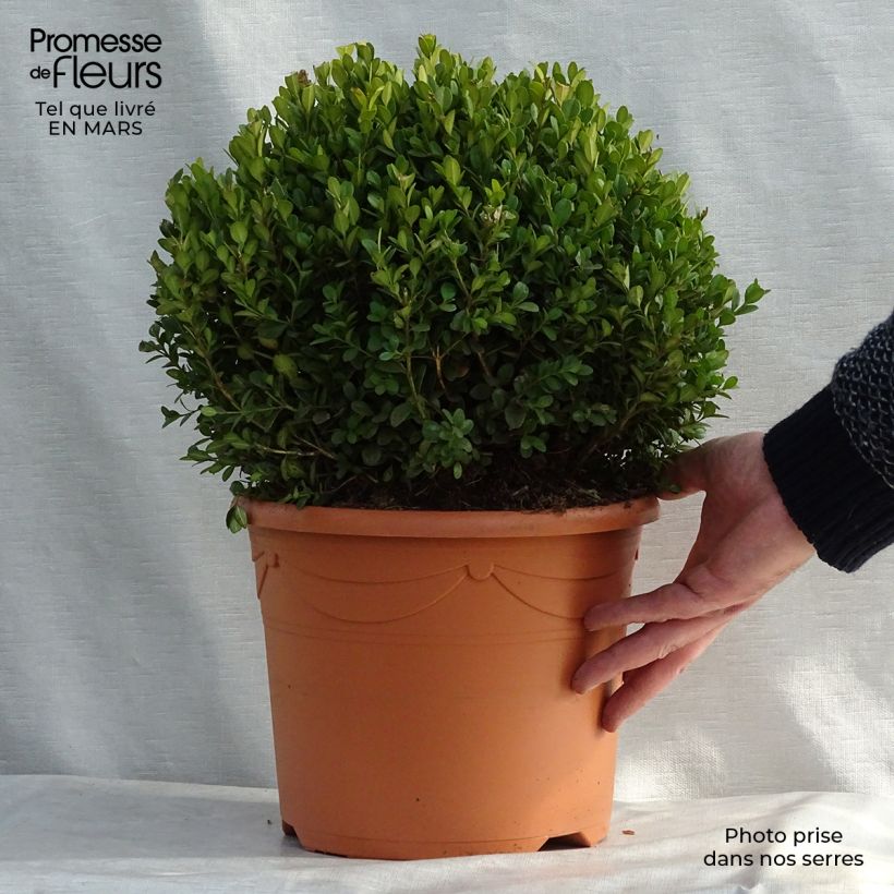 Example of Buxus microphylla Faulkner - Japanse buxus Pot van 7,5 l/10 l as you get in hiver