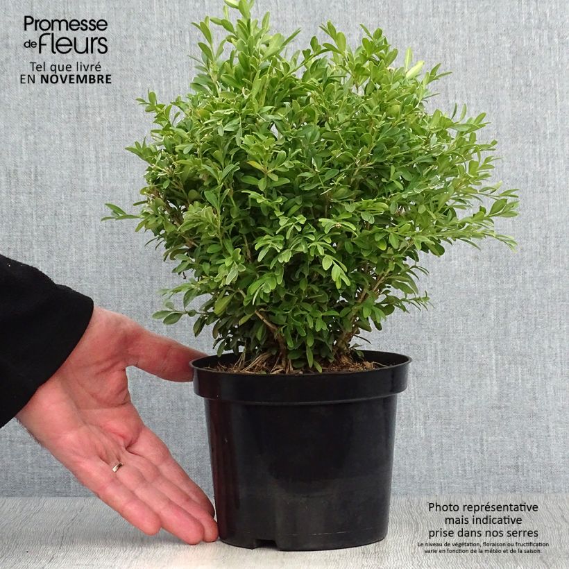 Exemplaar van Buxus microphylla Rococo - Japanse buxus Pot van 3 l/4 l zoals geleverd in de herfst