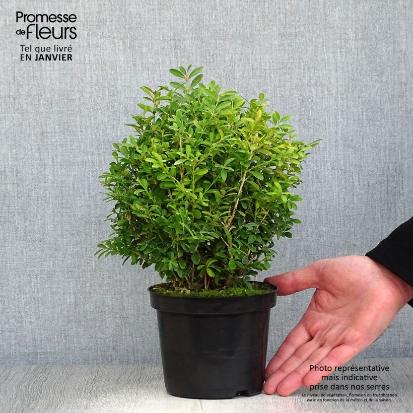 Example of Buis - Buxus microphylla Rococo Pot van 3 l/4 l as you get in hiver