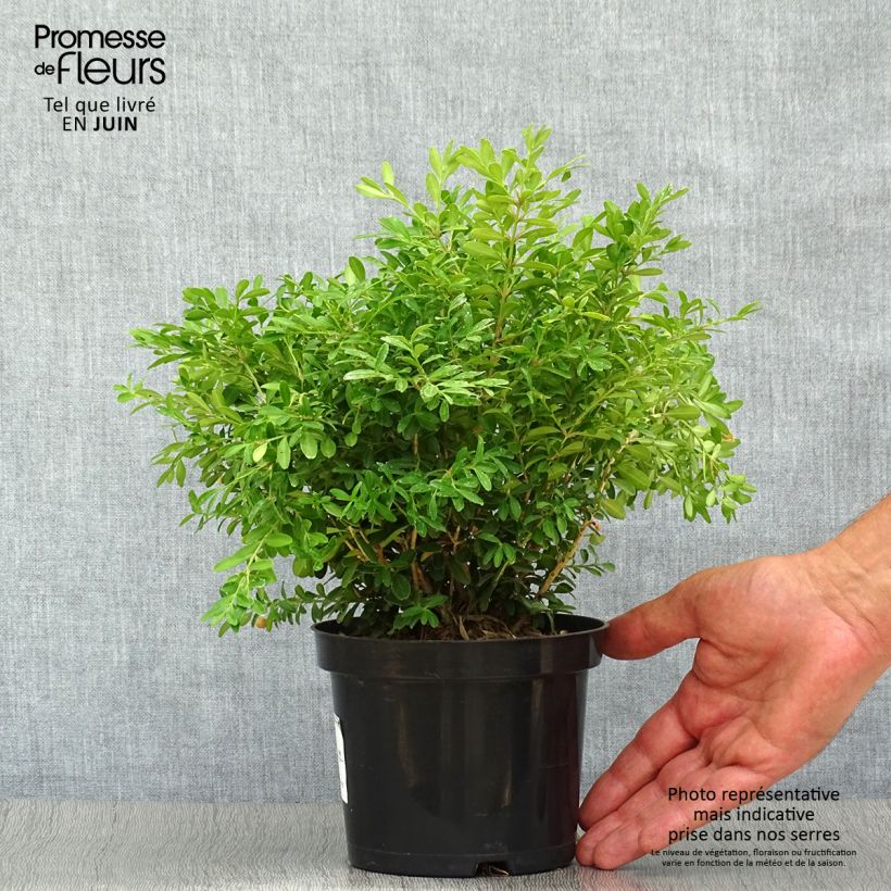 Exemplaar van Buxus microphylla Rococo - Japanse buxus Pot van 3 l/4 l zoals geleverd in de zomer