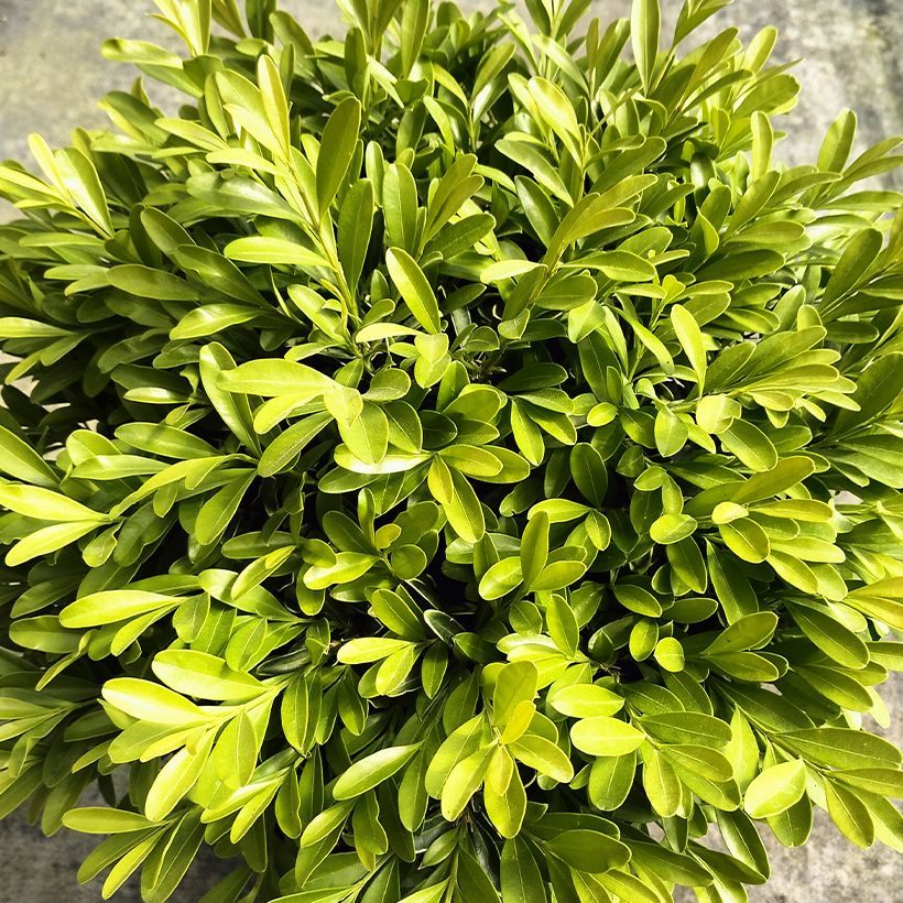 Buxus sinica var. insularis Mipo - Koreaanse buxus (Foliage)