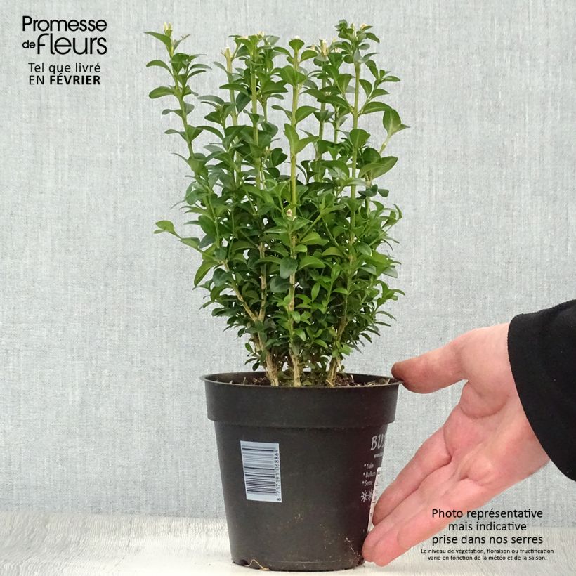 Example of Buxus sempervirens - Palmboompje voor borders Pot van 12 cm / 13 cm as you get in hiver