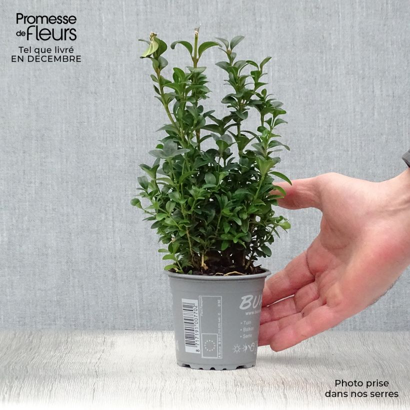 Example of Buxus sempervirens - Palmboompje voor borders Kweekpotje van 8/9 cm as you get in hiver