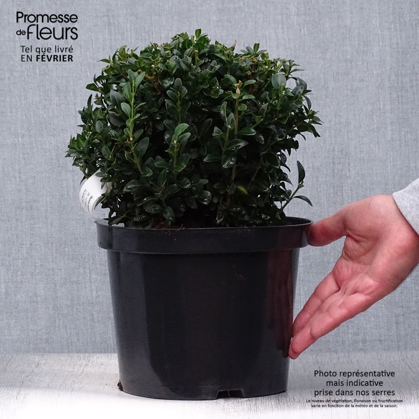 Exemplaar van Buxus sempervirens - Palmboompje Pot van 2 l/3 l, Bolboom zoals geleverd in de herfst