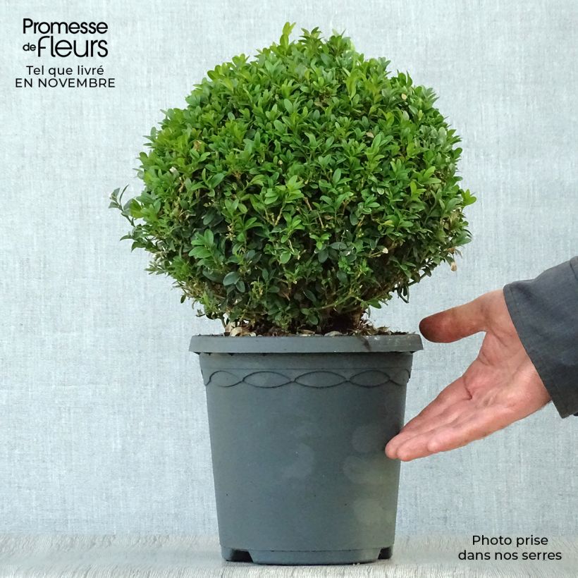 Exemplaar van Buxus sempervirens - Palmboompje Pot van 4 l/5 l, Bolboom zoals geleverd in de herfst
