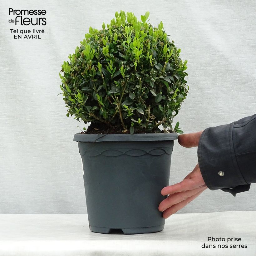Exemplaar van Buxus sempervirens - Palmboompje Pot van 2 l/3 l, Bolboom zoals geleverd in de lente