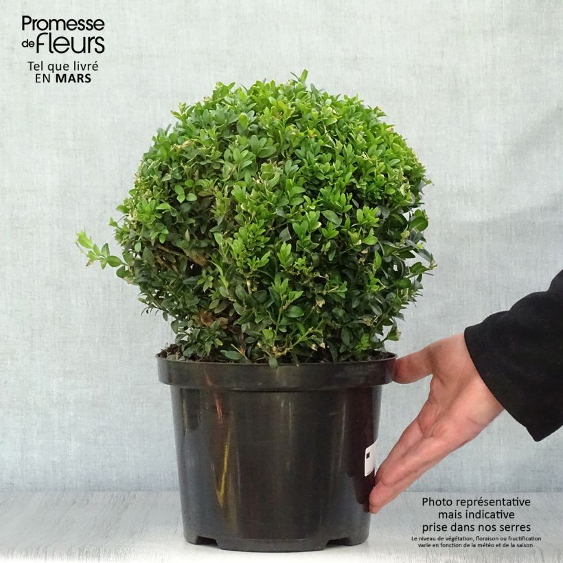 Exemplaar van Buxus sempervirens - Palmboompje Pot van 4 l/5 l, Bolboom zoals geleverd in de lente