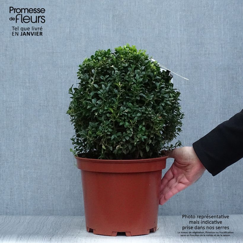 Example of Buis boule - Buxus sempervirens Pot van 7,5 l/10 l as you get in hiver