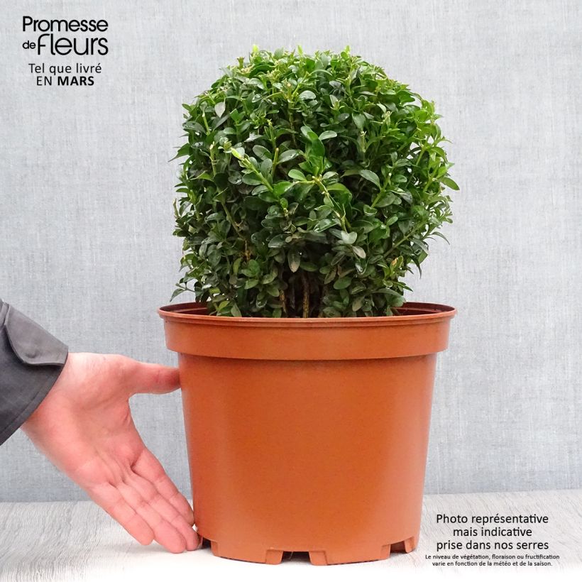 Exemplaar van Buxus sempervirens - Palmboompje Pot van 7,5 l/10 l, Bolboom zoals geleverd in de lente