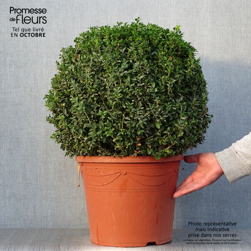 Exemplaar van Buxus sempervirens - Palmboompje Pot van 20 l/25 l, Bolboom zoals geleverd in de herfst