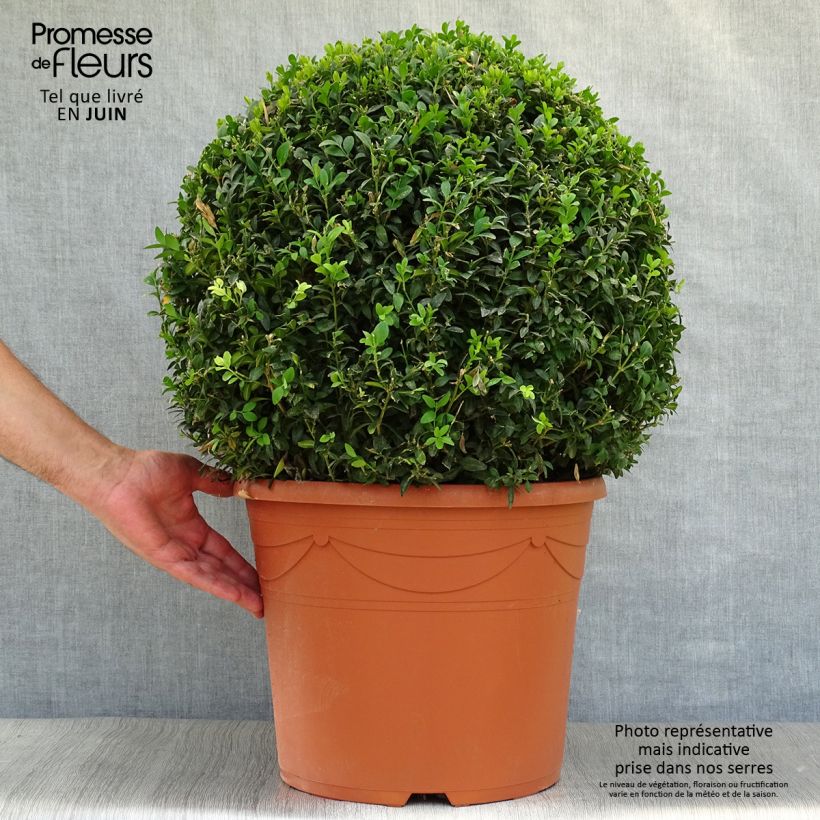 Exemplaar van Buxus sempervirens - Palmboompje Pot van 20 l/25 l, Bolboom zoals geleverd in de zomer