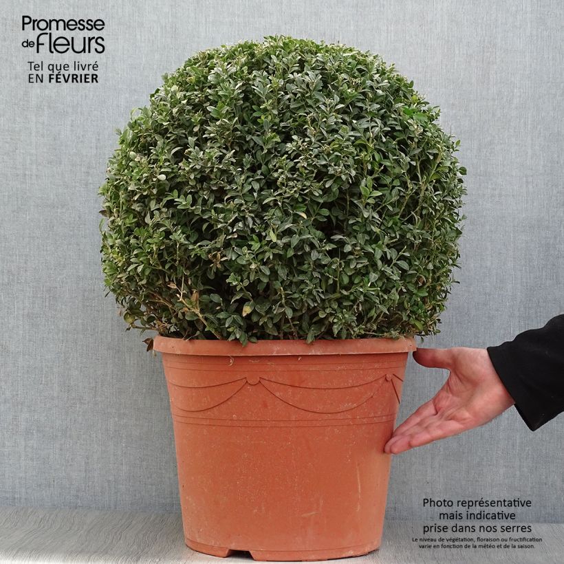 Example of Buis boule - Buxus sempervirens Pot van 20 l/25 l as you get in hiver
