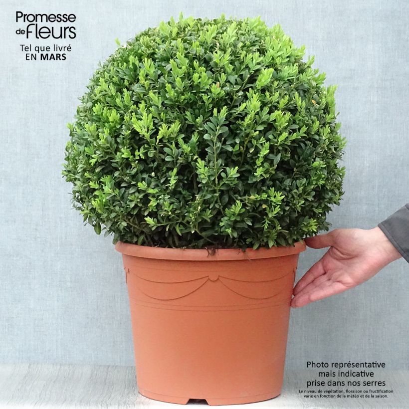 Exemplaar van Buxus sempervirens - Palmboompje Pot van 20 l/25 l, Bolboom zoals geleverd in de lente