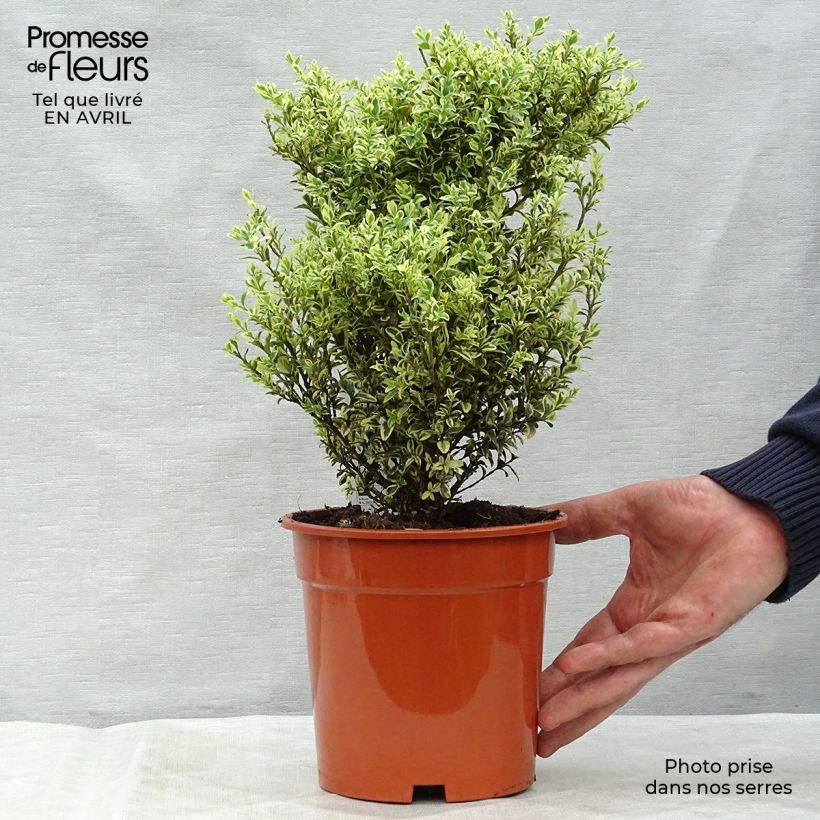 Exemplaar van Buxus sempervirens Elegans - Palmboompje Pot van 2 l/3 l zoals geleverd in de lente