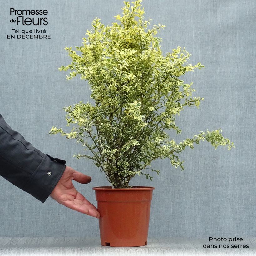 Example of Buis commun panaché - Buxus sempervirens Elegans Pot van 2 l/3 l as you get in hiver
