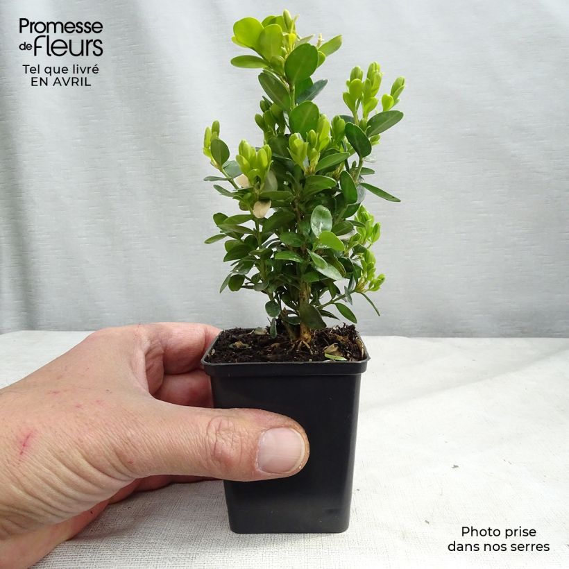 Exemplaar van Buxus sempervirens Suffruticosa - Palmboompje Kweekpotje van 8/9 cm zoals geleverd in de lente