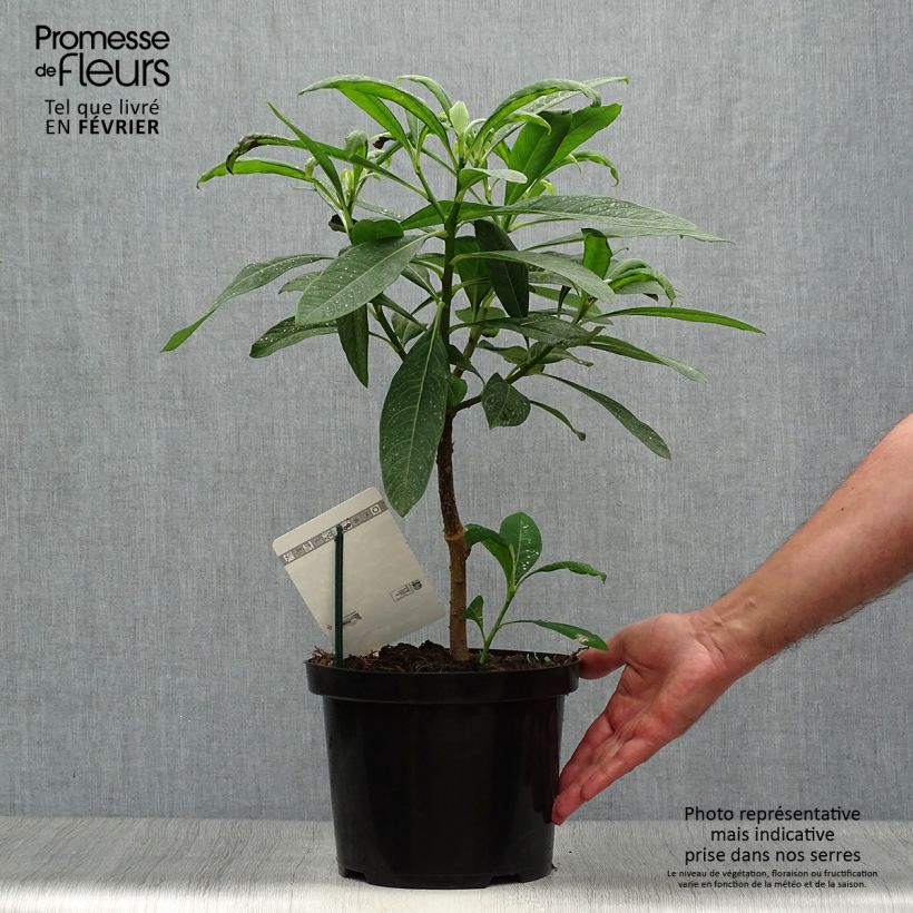 Exemplaar van Edgeworthia chrysantha Winter Liebe - Papierstruik Pot van 4 l/5 l zoals geleverd in de herfst