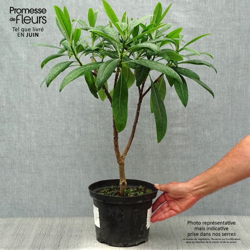 Exemplaar van Edgeworthia chrysantha Winter Liebe - Papierstruik Pot van 4 l/5 l zoals geleverd in de zomer