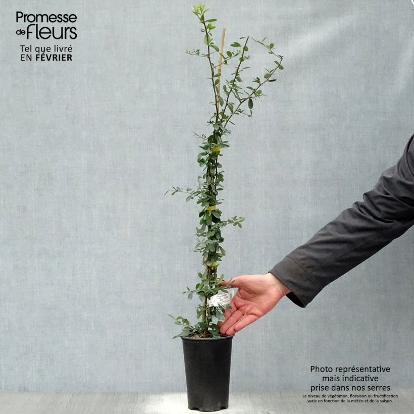 Example of Pyracantha coccinea Saphyr Jaune - Vuurdoorn Pot van 2 l/3 l as you get in hiver