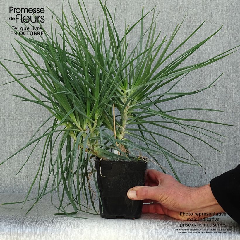 Exemplaar van Bulbine frutescens - Knolbeesia Pot van 1 l/1,5 l zoals geleverd in de herfst