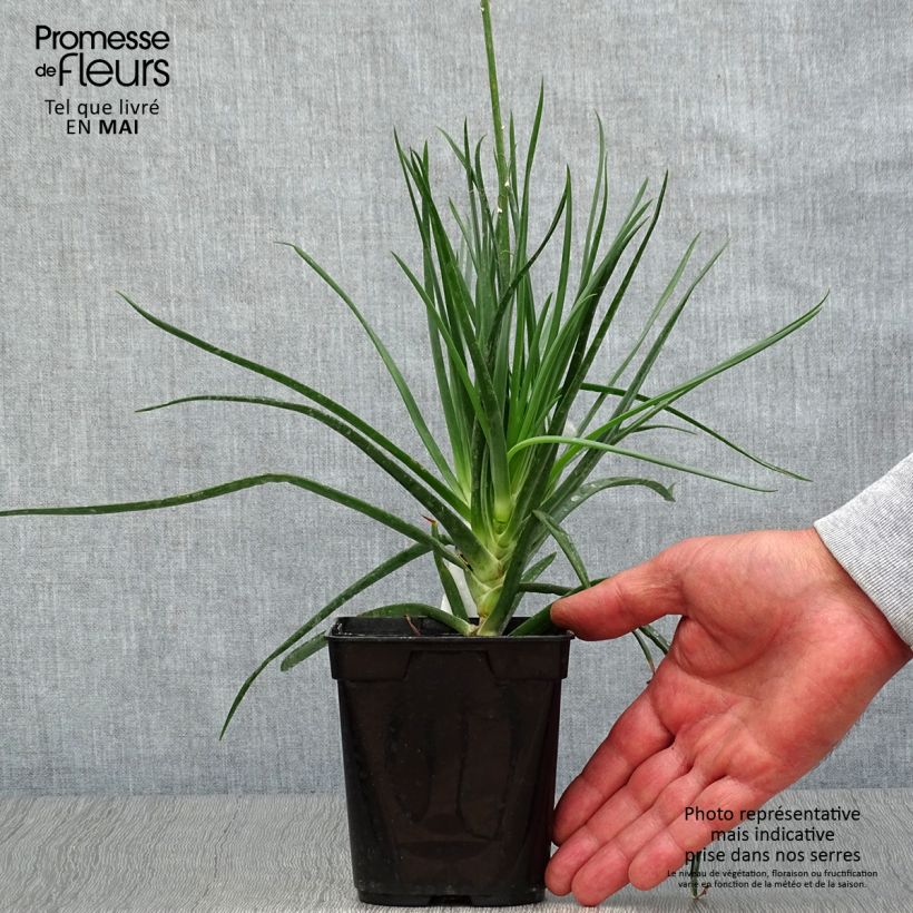 Exemplaar van Bulbine frutescens - Knolbeesia Pot van 1 l/1,5 l zoals geleverd in de lente