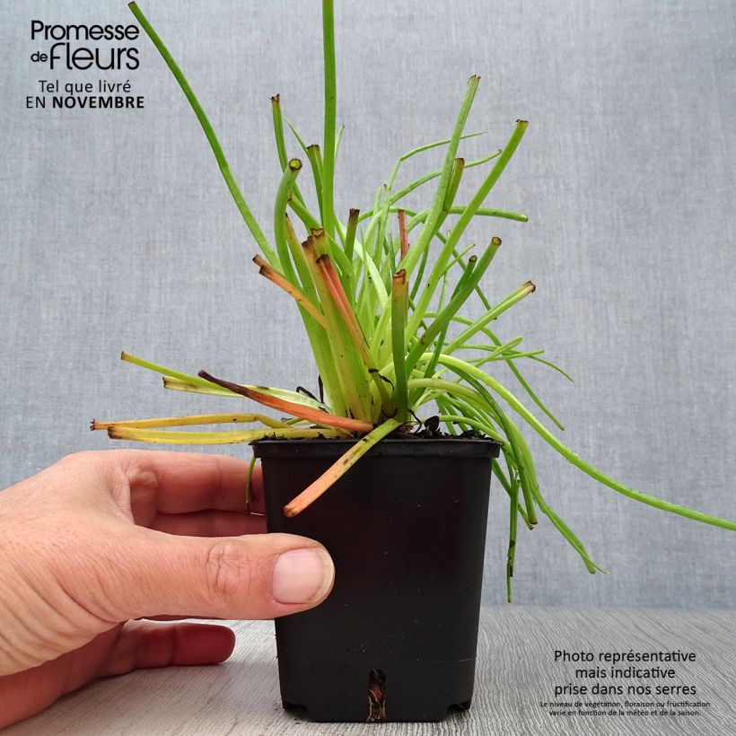 Exemplaar van Bulbine frutescens - Knolbeesia Kweekpotje van 8/9 cm zoals geleverd in de herfst