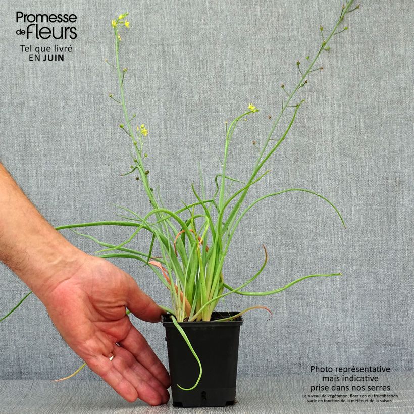 Exemplaar van Bulbine frutescens - Knolbeesia Kweekpotje van 8/9 cm zoals geleverd in de zomer