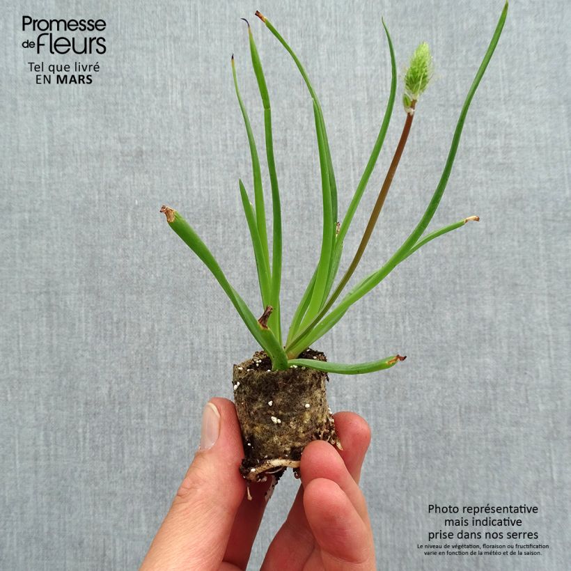 Exemplaar van Bulbine frutescens - Knolbeesia Mini-mot Ø 1,5/2,5 cm zoals geleverd in de lente