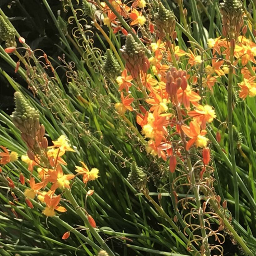 Bulbine frutescens Hallmarck - Knolbeesia (Bloei)