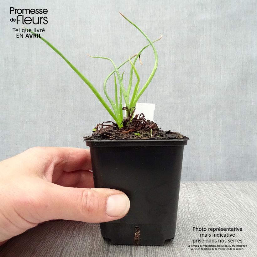 Exemplaar van Bulbine frutescens - Knolbeesia Kweekpotje van 8/9 cm zoals geleverd in de lente