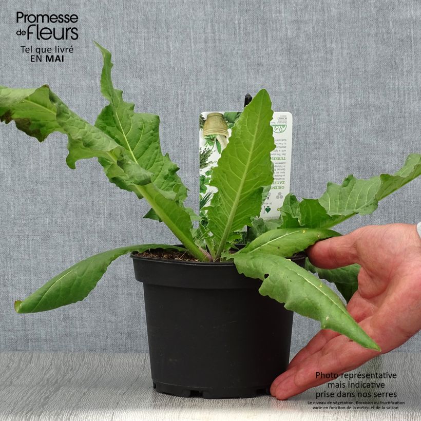 Exemplaar van Grote hardvrucht - Bunias orientalis Pot van 1,5 l/2 l zoals geleverd in de lente