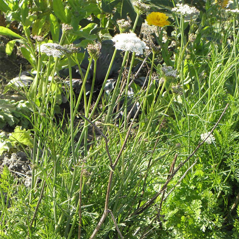 Bunium bulbocastanum - Aardkastanje (Groeiplaats)