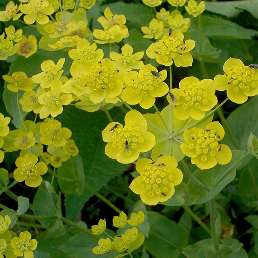 Bupleurum longifolium Aureum - Goudscherm (Bloei)
