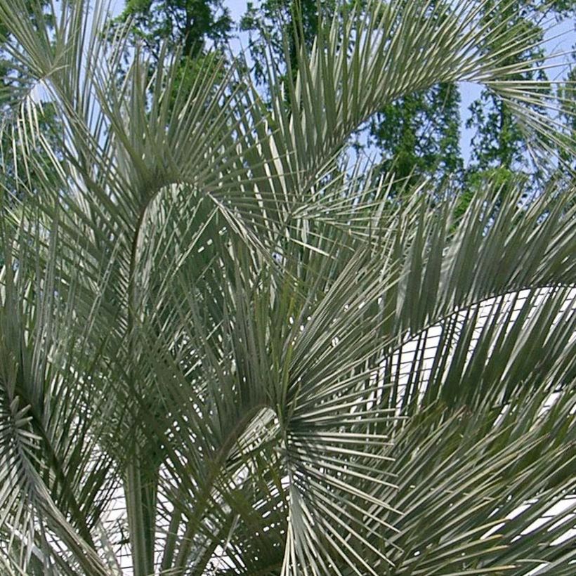 Butia capitata - Geleipalm (Foliage)