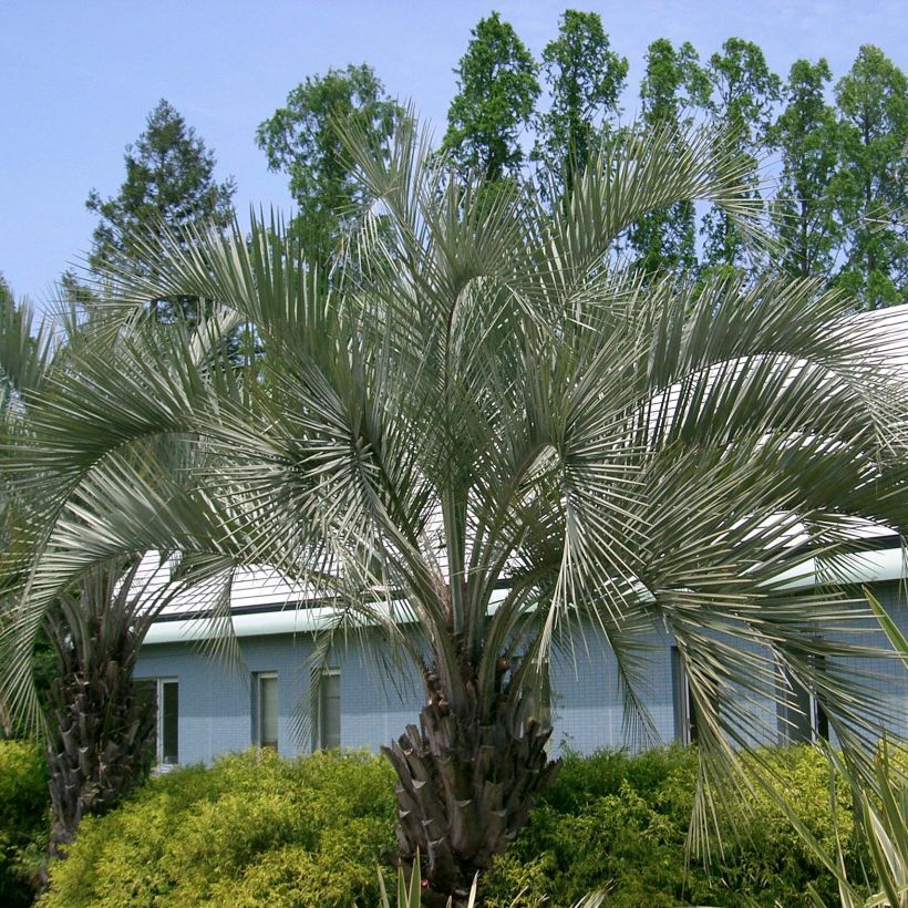 Butia capitata - Geleipalm (Plant habit)