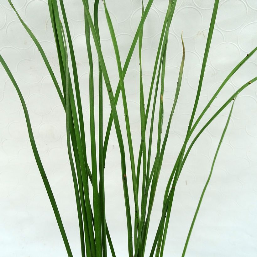 Butomus umbellatus - Zwanenbloem (Foliage)