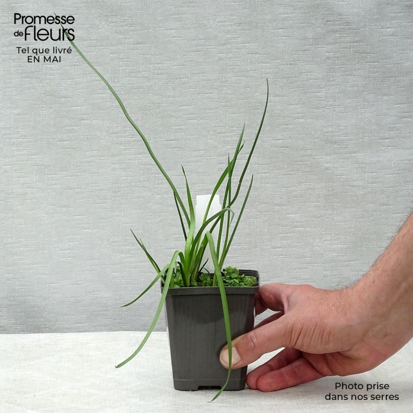 Exemplaar van Butomus umbellatus - Zwanenbloem Kweekpotje van 8/9 cm zoals geleverd in de lente