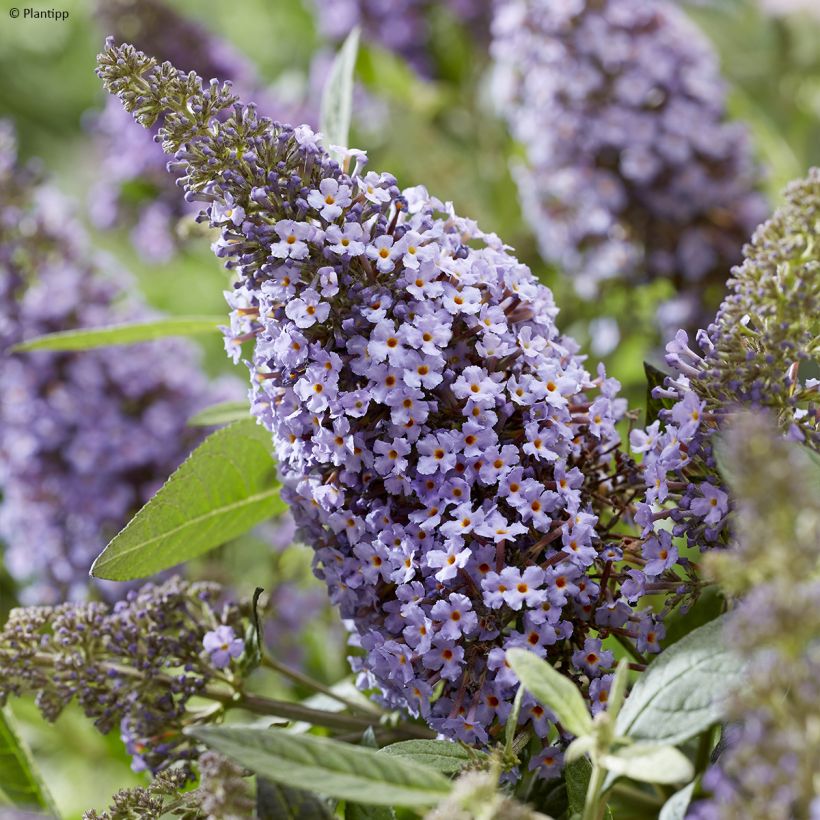Vlinderstruik Butterfly Candy Lila Sweetheart - Buddleja davidii (Flowering)