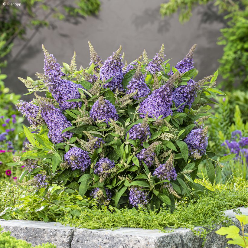 Vlinderstruik Butterfly Candy Lila Sweetheart - Buddleja davidii (Plant habit)