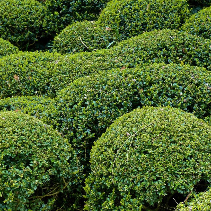 Buxus microphylla Faulkner - Japanse buxus (Plant habit)
