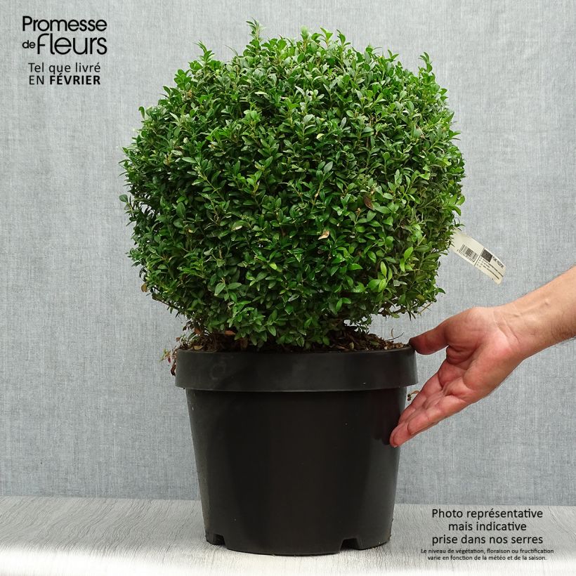 Exemplaar van Buxus sempervirens Arborescent - Palmboompje Pot van 7,5 l/10 l zoals geleverd in de herfst