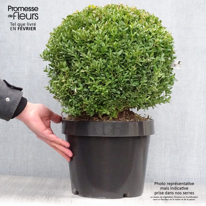 Example of Buxus sempervirens Arborescens - Buis commun Pot van 7,5 l/10 l as you get in hiver